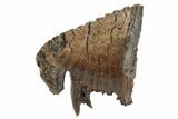 Partial Woolly Mammoth Fossil Molar - Poland #235271-1